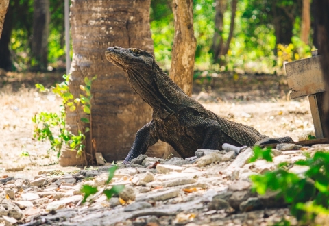 komodo-7287985_1280