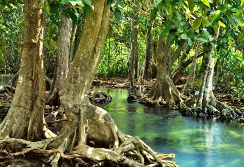 Sundarbans_mangrove-forest