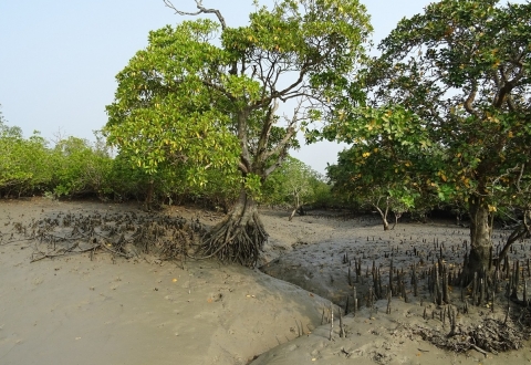 Sundarban 2