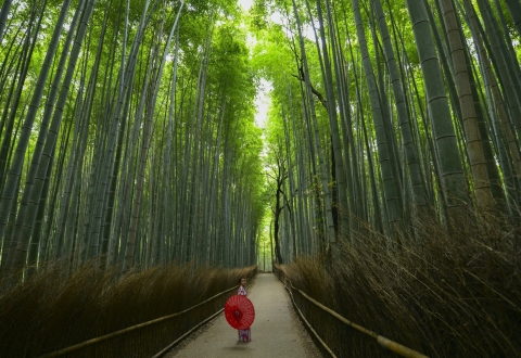 photo-1504198453319-5ce911bafcde