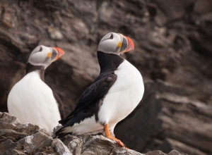 Quark Expidition - arctic-saga-cover