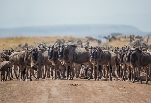 photo-1536797485467-3809860ee00a