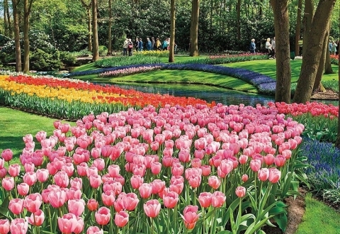 Ama Waterway Tulip Time.jpg