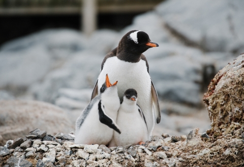 d73e5f0ff709bc86faa7101a33c76486