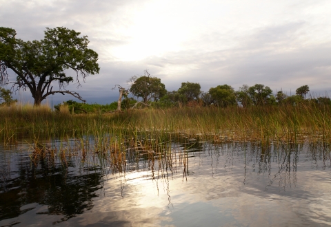 DSC02376  - Okavango Delta