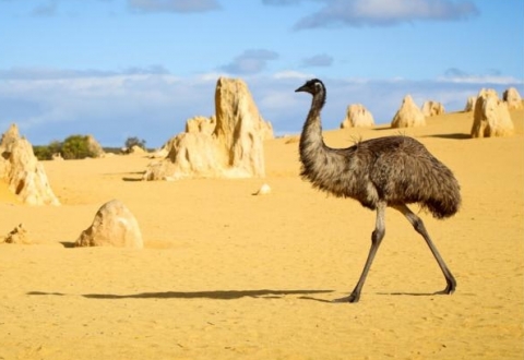 Australia_pinnacles_emu_662275639
