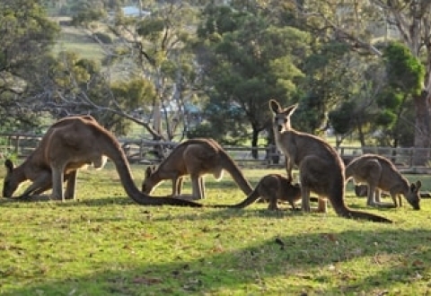 PRINCESS CRUISES- Tasmania