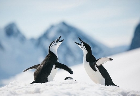 Christmas in Antarctica2