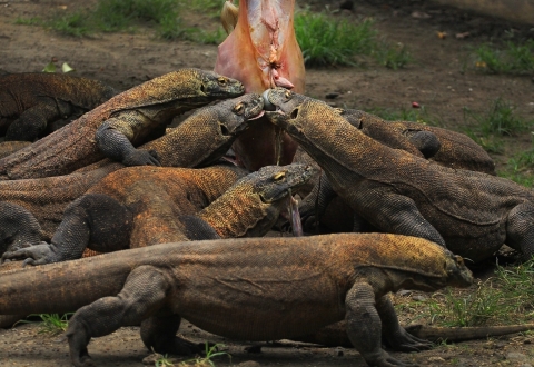 indonesia-4521799_1280