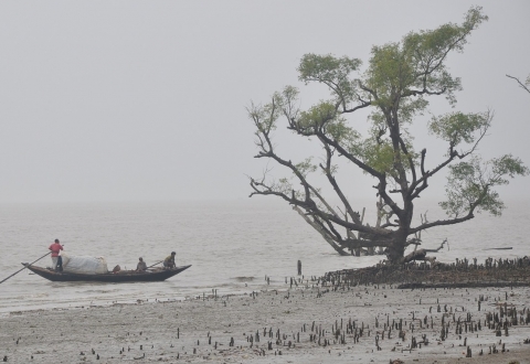 Sundarban 1