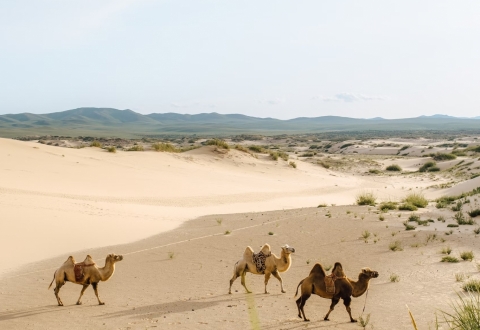 Gobi Desert