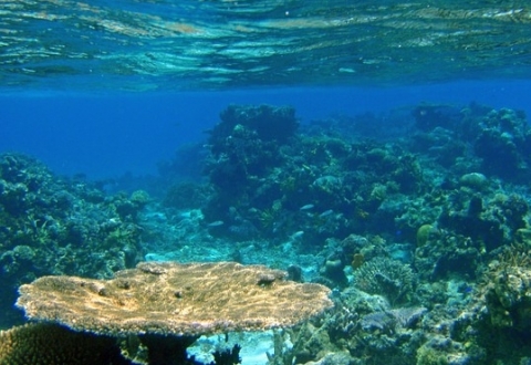 fiji-616070_960_720