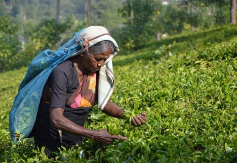 sri lanka_photo-1499848144902-af767f6d0c7f