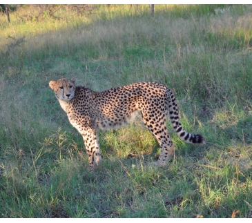 DSC_0629 - phinda - cheetah