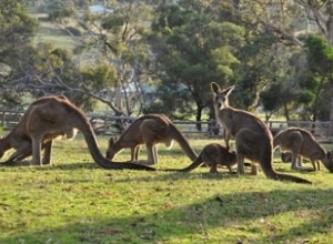 PRINCESS CRUISES- Tasmania