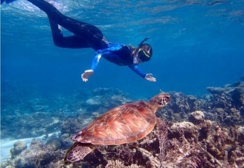 Australia_Ningaloo_reef_turtle_snorkel_680076226