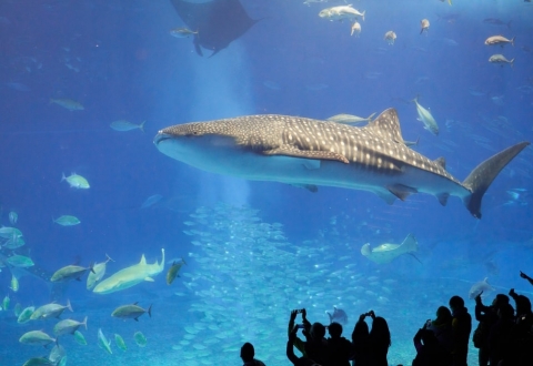 photo-1547210318-c4ab922fb3a0