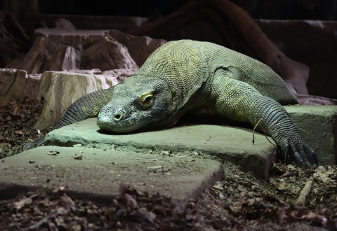 komodo-dragon-4887523_1280
